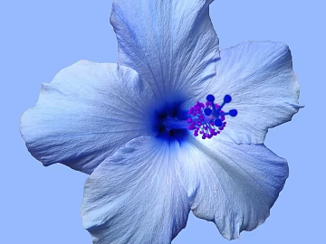 Plants texture (ID:ffagg75385)