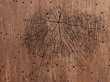 old wood texture (ID:ffabg77613)