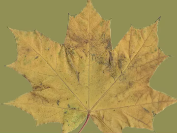 Yellow maple leaf natural plant material texture (ID:ffaeh396466)