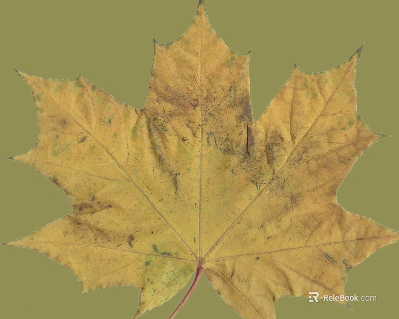 Yellow maple leaf natural plant material texture