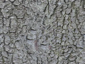 Taupe Bark Natural Surface texture (ID:ffaeh591626)