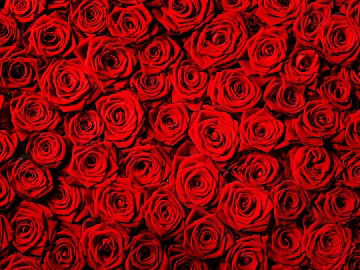 Roses texture (ID:ffaaf6091)