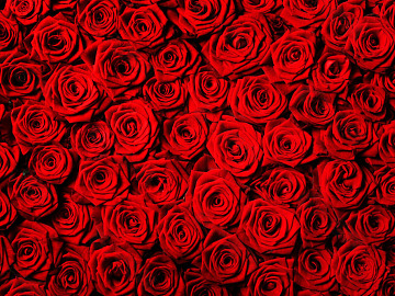 Roses texture (ID:ffaaf6091)