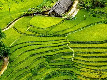 Pastoral scenery texture (ID:ffaeg63782)
