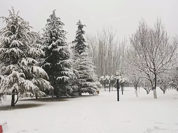 Snow texture (ID:ffaff9819)
