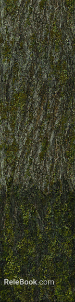 moss texture