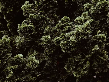 Plants texture (ID:ffabg56547)