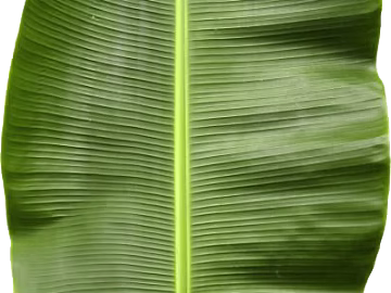 leaves texture (ID:ffaag94172)