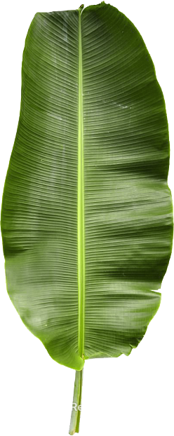 leaves texture