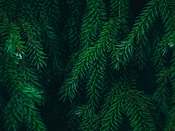 leaves texture (ID:ffabg80132)