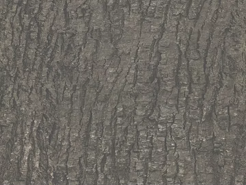 bark texture (ID:ffajg24363)