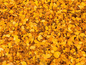 fallen leaves texture (ID:ffaag28632)
