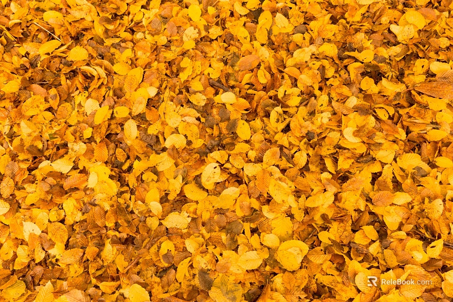 fallen leaves texture