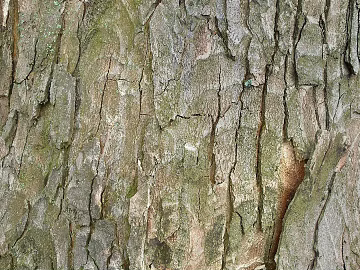 bark texture (ID:ffacg92289)