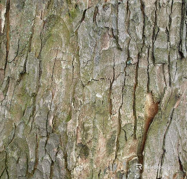 bark texture