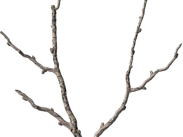 Branch texture (ID:ffacg48418)