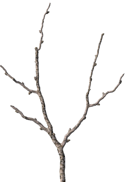 Branch texture