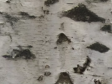 Light gray white birch bark decorative finish texture (ID:ffaeh366232)