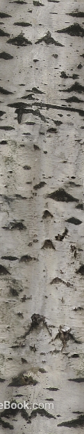 Light gray white birch bark decorative finish texture