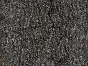 bark texture (ID:ffajg23060)