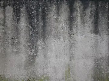 Cement wall moss white wall texture (ID:ffadf7319)