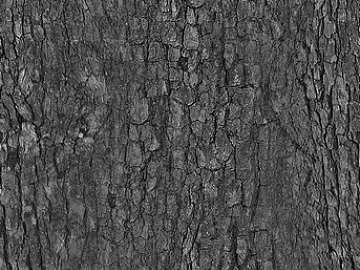 bark texture (ID:ffaeg78936)