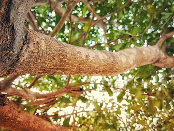 Branch texture (ID:ffabg37912)