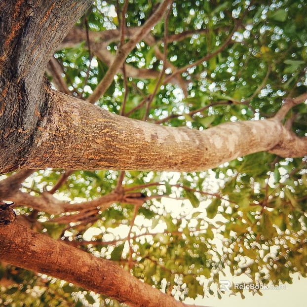 Branch texture