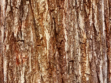 bark texture (ID:ffaeg06480)