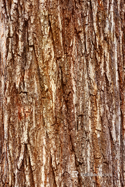 bark texture