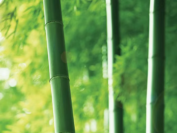 Bamboo texture (ID:ffaeg71122)