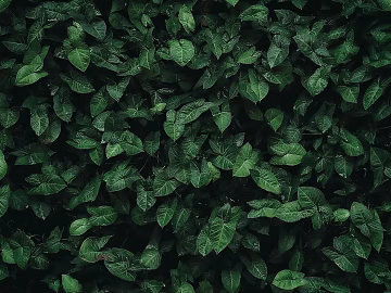 plant pattern texture (ID:ffagg92218)