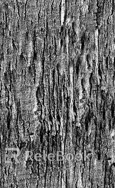 bark texture