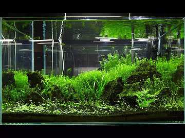 Fish tank texture (ID:ffaeg43850)