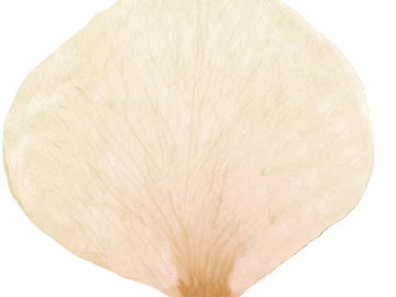 leaves texture (ID:ffaeg16674)