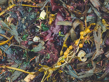 fallen leaves texture (ID:ffaag99547)