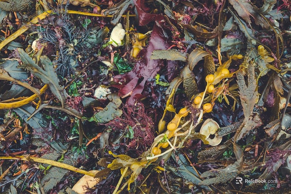 fallen leaves texture