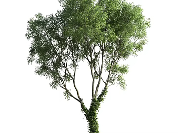 Green Arbor Outdoor Landscape texture (ID:ffaeh957786)