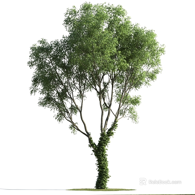Green Arbor Outdoor Landscape texture