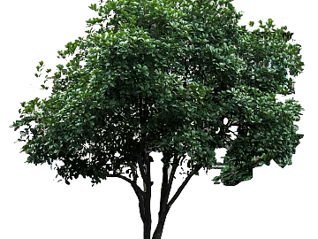 Plants texture (ID:ffacg75813)