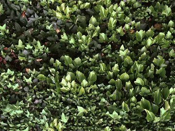 Plants texture (ID:ffhje117)