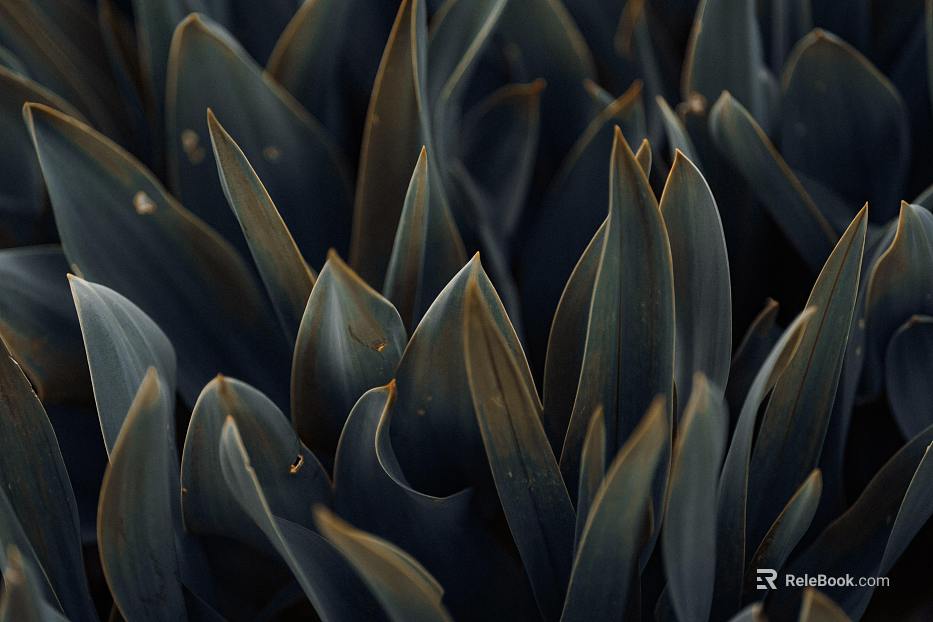 plant pattern texture