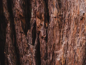 bark texture (ID:ffagg02485)