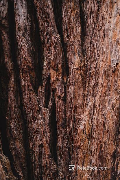 bark texture