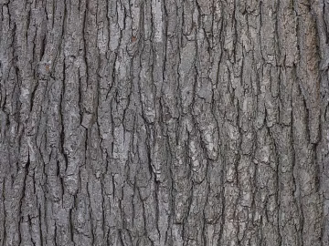 bark texture (ID:ffaff3462)