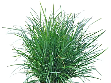 Plants texture (ID:ffacg18948)