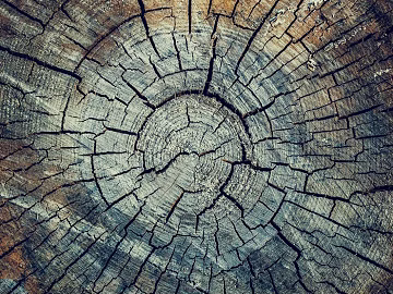 annual rings texture (ID:ffacg98458)