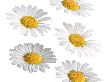 Little Daisy PBR texture (ID:ffach133851)