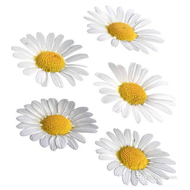 Little Daisy PBR texture