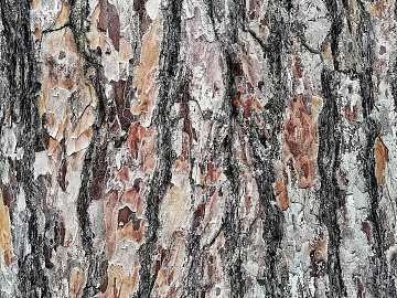 Old bark texture (ID:ffach749861)